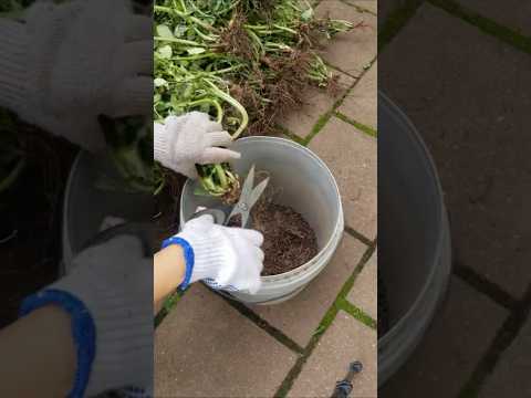 免费天然的有机氮肥 Free organic nitrogen fertilizer