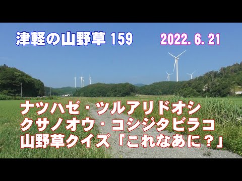 津軽の山野草159(ﾅﾂﾊｾﾞ・ﾂﾙｱﾘﾄﾞｵｼ・ｸｻﾉｵｳ・ｺｼｼﾞﾀﾋﾞﾗｺ・山野草クイズ「これなあに？」)