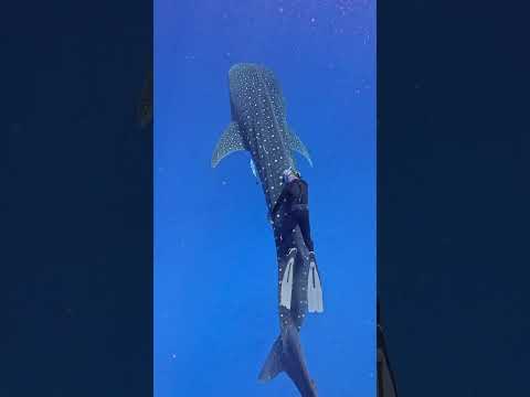 Would you ride a whale shark? #spearfishing