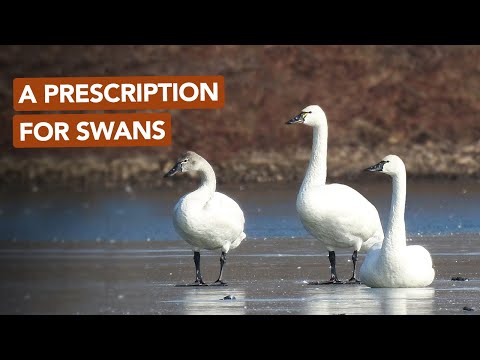 A Prescription For Swans