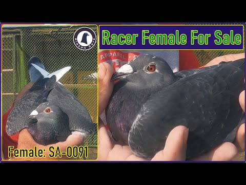 Racer Female Pigeon For Sale | Danboom Line Pigeon | Ring No:SA-0091| Pigeon Cote | Waleed Alam