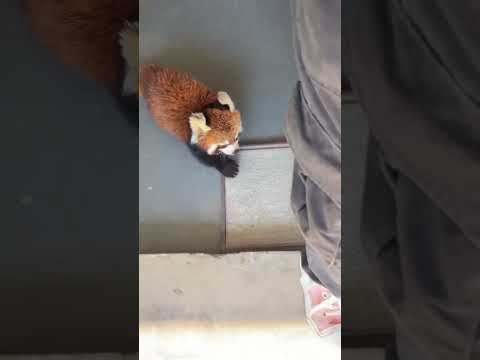 Walking time red panda cute pet daily record