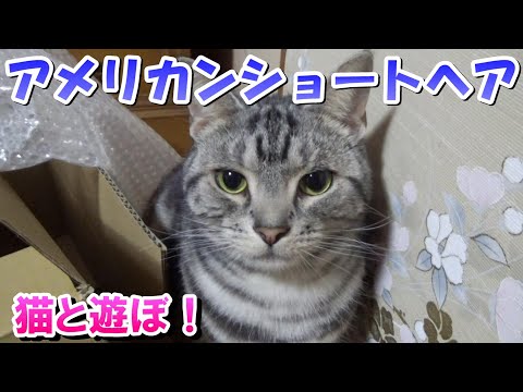 ダンボールまみれ遊び！２歳１１ヵ月の様子（アメリカンショートヘア）