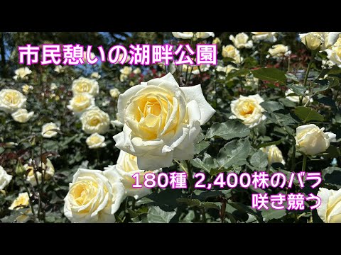 【花便り】５月の薔薇　満開の薔薇　iPhone15で撮影したら生物写真として使えるのか実証　駕与丁公園バラ園