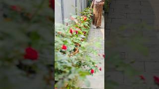 7034020708/ചെടികളും ഞാനും /Gardening Malayalam/Garden Tour