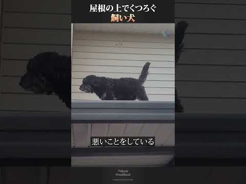 主人の留守中に屋根の上でくつろぐ飼い犬