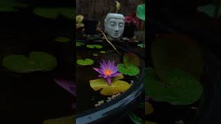 #relaxingrain #rainasmr #rainasmrrelax #rainsoundsforsleep #waterlilypond #waterlily