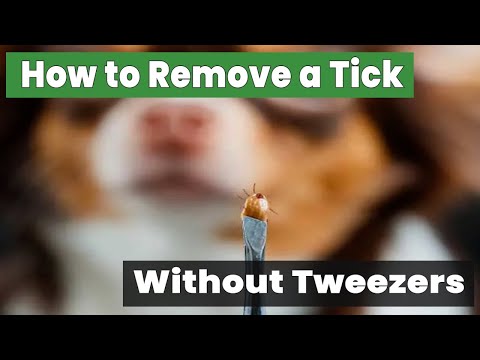 How to Remove a Tick from a Dog Without Tweezers: Safe Techniques!