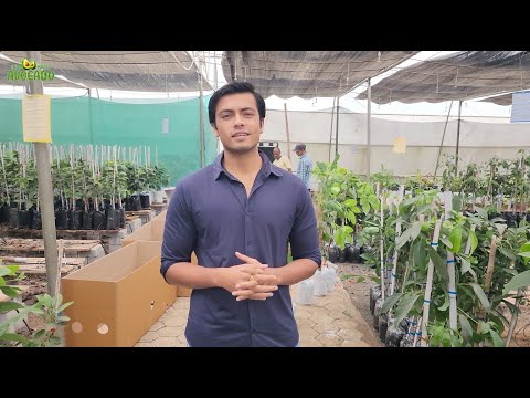 Avocado Farming In Punjab | 6268643227  | Indo Israel Avocado | Vlog 149 🥑