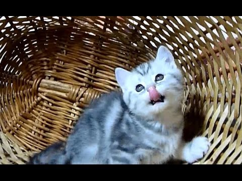 Cute Kitten Naomi loves Basket