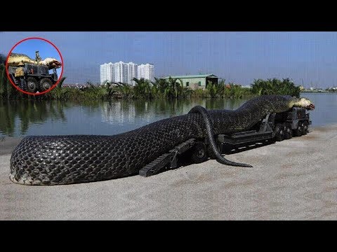 World's Biggest Snake Found In South East Asia