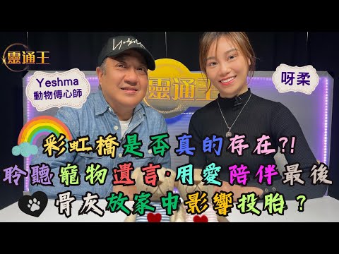 傳心師眼中的彩虹橋｜用愛感知寵物遺言#靈通王＃動物傳心#rosina  #能量 #能量感知#寵物#傳心術#呀柔#傳心師#解讀#離世動物#彩虹橋#寵物骨灰