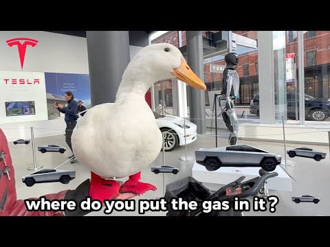 I took my duck to Tesla 🦆