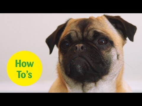 How to stop your puppy nipping, mouthing and biting