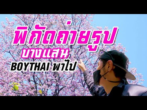 พิกัดถ่ายรูปดงซากุระ บางแสน (ดงตะแบก) #BOYTHAIพาไป 31 มีนาคม 2567