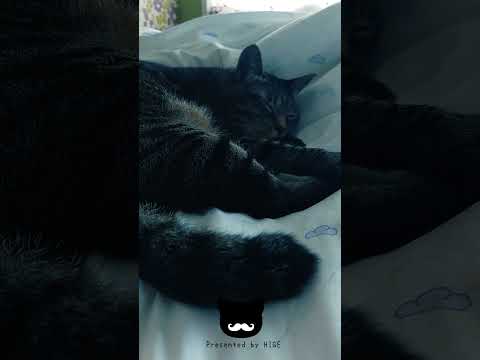 猫のシッポは別の生き物です#short