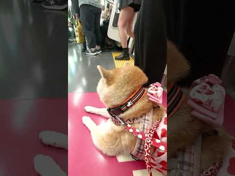 柴犬介助犬るな電車移動【介助犬と桃にゃん】 #柴犬介助犬 #介助犬るな #介助犬と桃にゃん #介助犬 #shiba #dog #cutedog