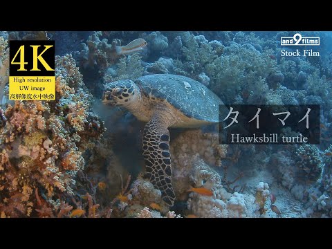 【4K 水中映像】タイマイ / Hawksbill turtle / Eretmochelys imbricata