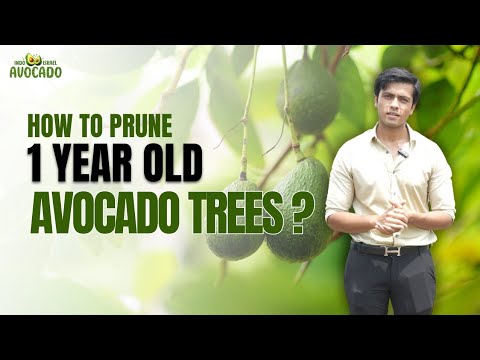 Course Launch: How to prune 1 year Old Avocado Trees 🥑 | 6268643227