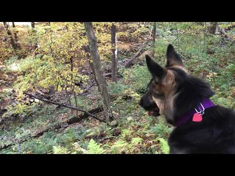 Found a Waterfall & The Travelocity Gnome! Hiking with our German Shepherd Hiking Video Fall 2020