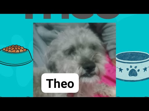 Theo's Incredible Journey: A Heartwarming Tale