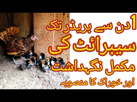 How to Take Care of Golden Sebright Bantam Chickens Complete Guideline in Urdu/Hindi