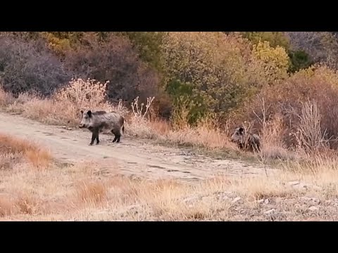 KASTAMONU - ÇANKIRI DOMUZ AVLARI - WILD BOAR HUNTING - CHASSE AU SANGLIER