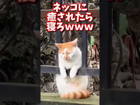 ネッコの動画で癒されたら寝ろｗｗｗ　#2ch #2chまとめ 動物スレ #2ch面白いスレ #動物 #犬 #猫 #癒やし #ねこ動画#ねこ