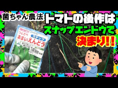 【秋は豆類栽培】トマトの後作にスナップエンドウ!! 豆類の根粒菌で地力改善