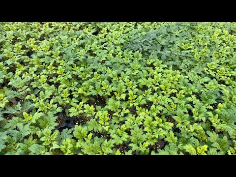 种子育苗【植物养护知识】009