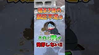 家庭菜園や農園の枝豆栽培で種まきを失敗する3つの理由！枝豆の育て方を徹底解説！【農園ライフ】#shorts