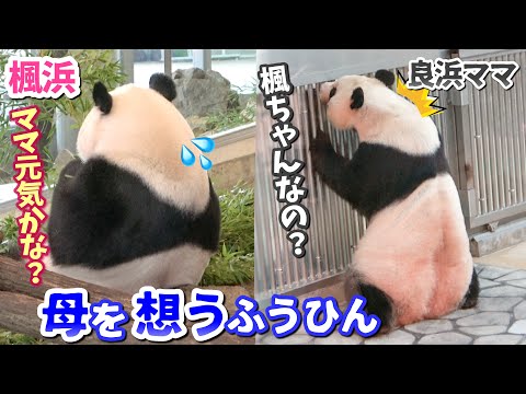 【パンダアイドル楓浜】会いたいよママ...🐼💦良浜ママと感動の再会あるの⁉︎