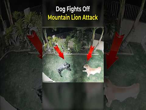 Dog Fights Off Mountain Lion Attack