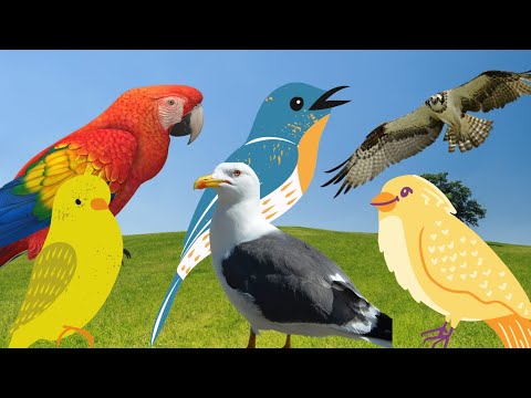 Sounds of Small Birds in the Forest - Sparrows Pigeons Starlings Parakeets Hummingbirds - Part 2