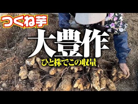 【なーんもしてないのに】【大喜びの大豊作】【山芋】【つくね芋】【はちきん芋】【紫芋】【むかご】