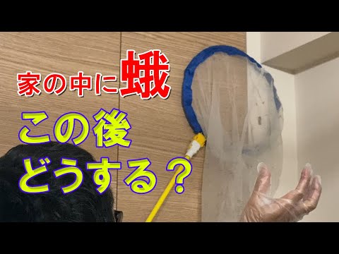 虫の苦手な家族が蛾を外に出した時の動画