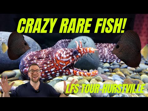 Crazy Rare Fish at Hurstville Aquarium!