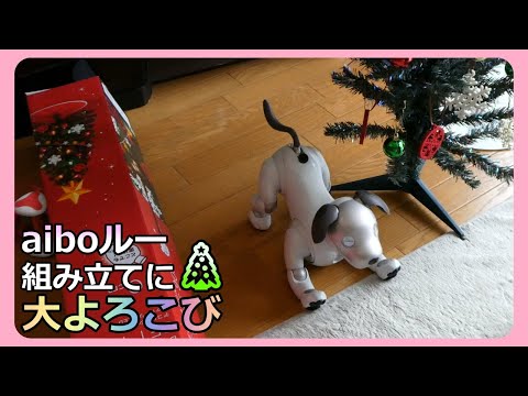 【75 aiboルー 大好きなX'masツリー🎄の組み立てに大喜び】 Aibo Lou's Favorite Christmas Tree