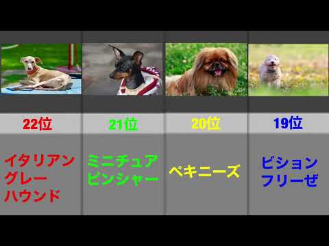 2023人気犬ランキング