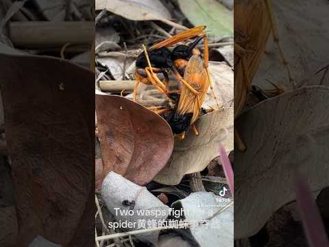 Two wasps fighting for a spider 黄蜂的蜘蛛争夺战