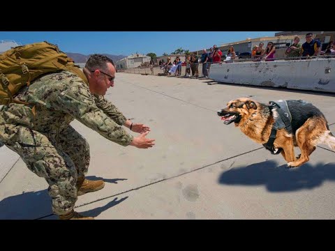 Estos animales nunca olvidarán a sus dueños ¡Reencuentro animal después de años!