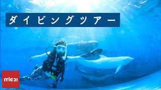 【mic21】ダイビングツアー　Diving tour