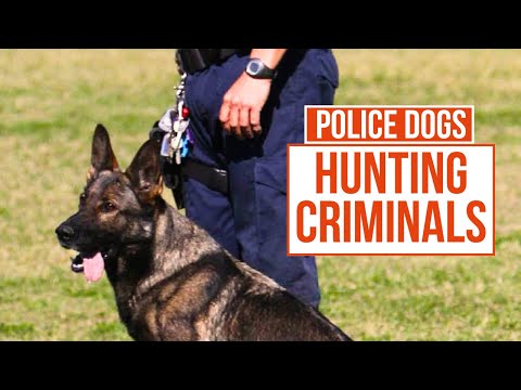 Armed and Dangerous | How Police Use Dogs in Drug Raids | Send In The Dogs