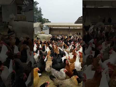 Pastured poultry farming #chicken #hen #shorts