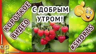 Лето. С добрым летним утром! С добрым утром открытки музыкальные. #shorts