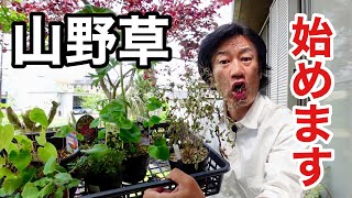 【ダメパターン】初めての山野草の育て方　【園芸超人カーメン君】