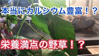 栄養満点の野草ヤブガラシ！