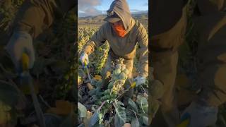 Doble machete #trabajo #agriculture #agricultura  #farming #harvest  #amazing  #hardwork #shorts