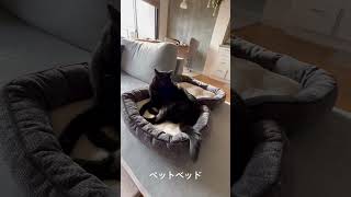 猫のペットベッド