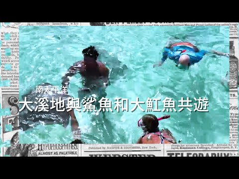 觀察者旅讀 南太平洋大溪地與鯊魚和魟魚共游